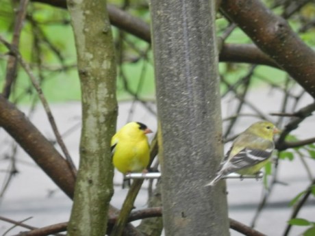 goldfinch4:21:3