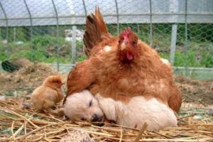 animal16 animal16