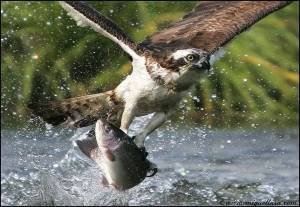 animal21 animal21