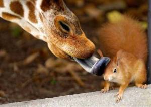 animal24 animal24