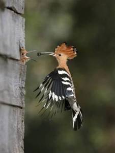 animal29 animal29