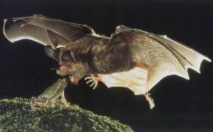 animal8 animal8