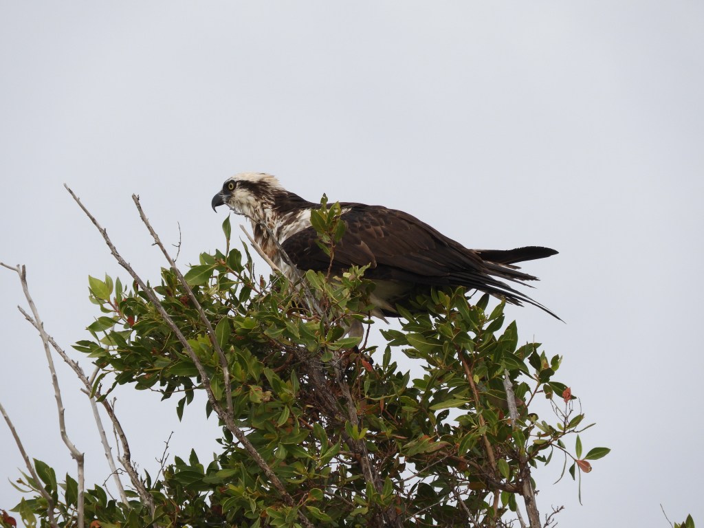 Improving Our Bird Brains, Part 5: Osprey