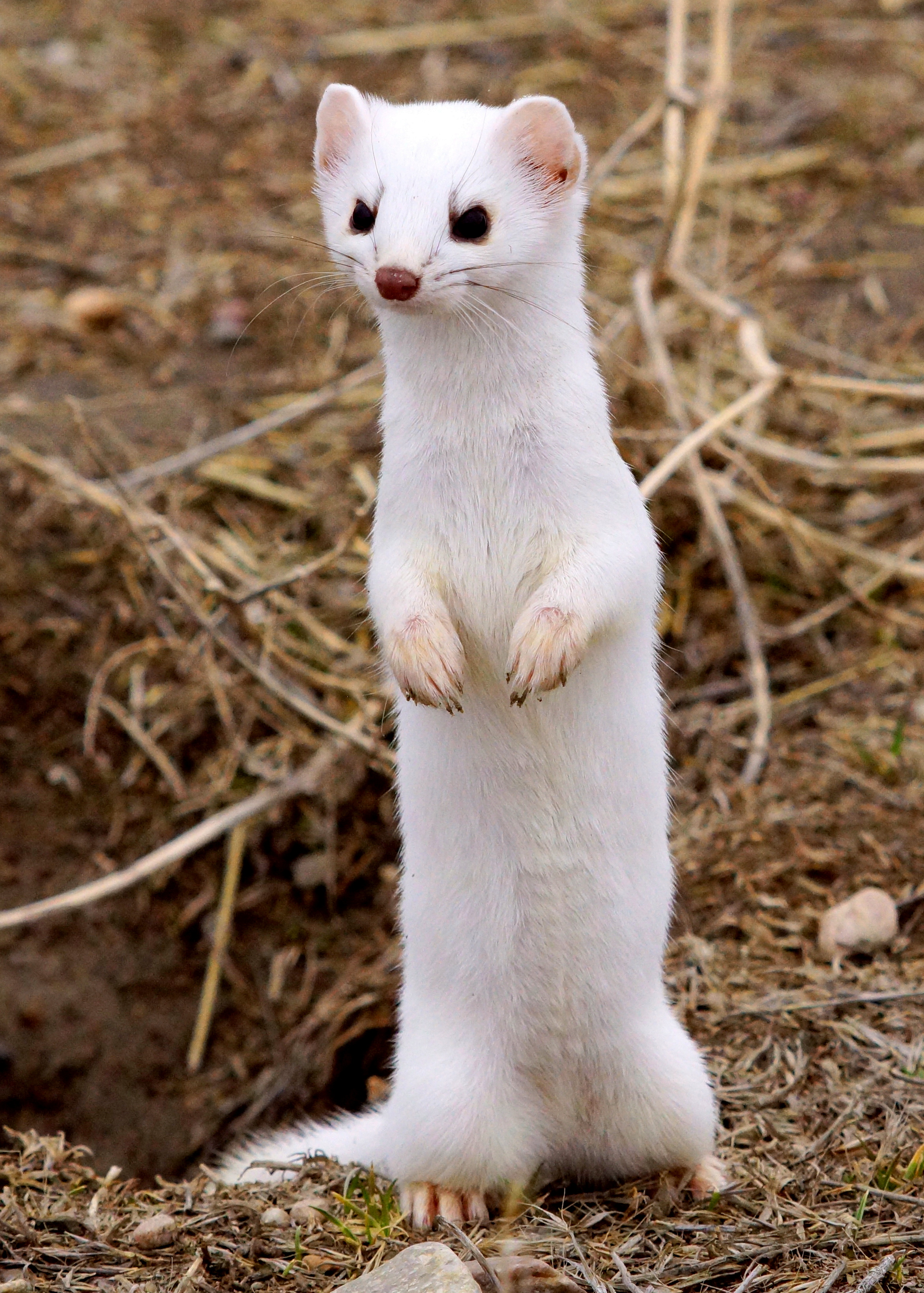 Image result for standing weasel"