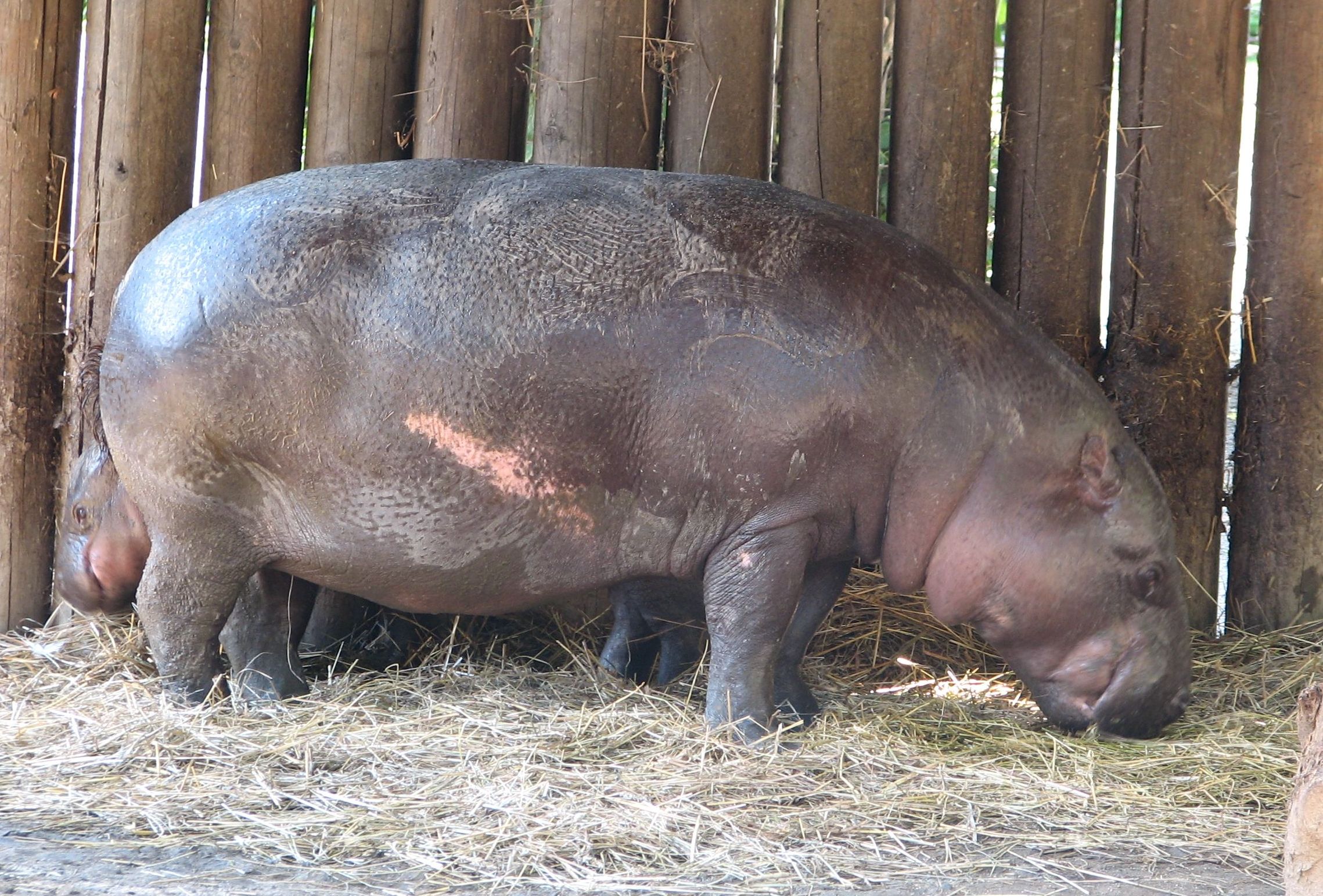 File:Hexaprotodon.liberiensis-ZOO.Jihlava1.jpg - Wikimedia Commons