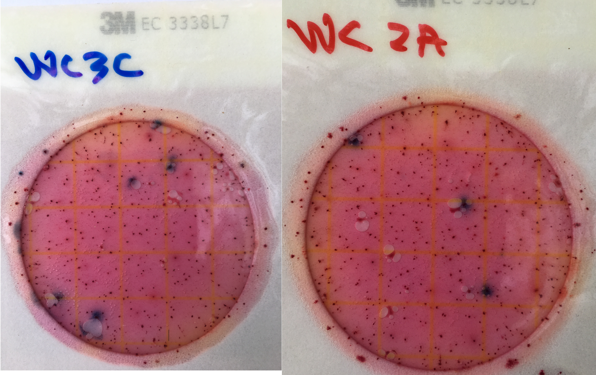 DualPetrifilmWC (Figure 7)