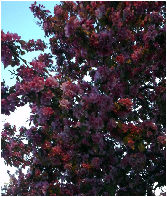 a spring