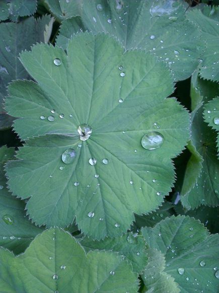 drops