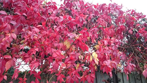 nov