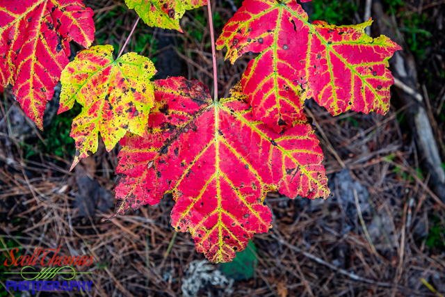 Autumn Maple Leafs