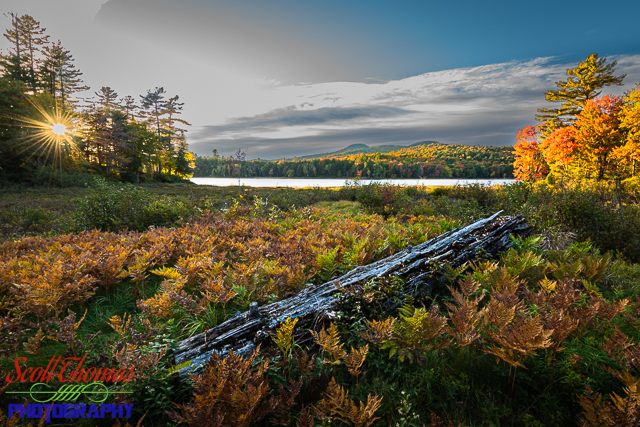Adirondack Autumn Glade