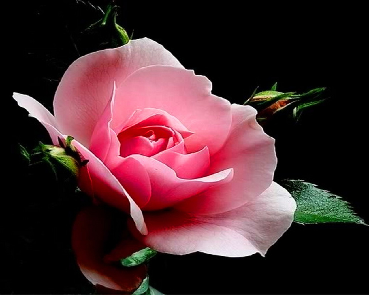 rose3