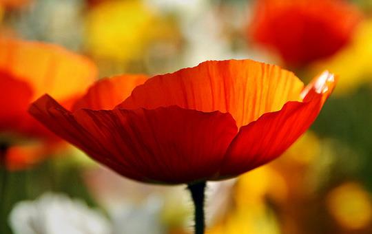 bloom