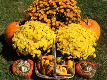 Pumpkins & Mums