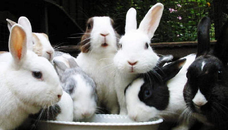 HD lots of rabbits wallpapers | Peakpx