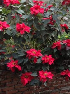 poinsettia-bloom