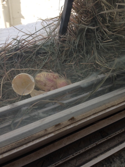 hatched chick