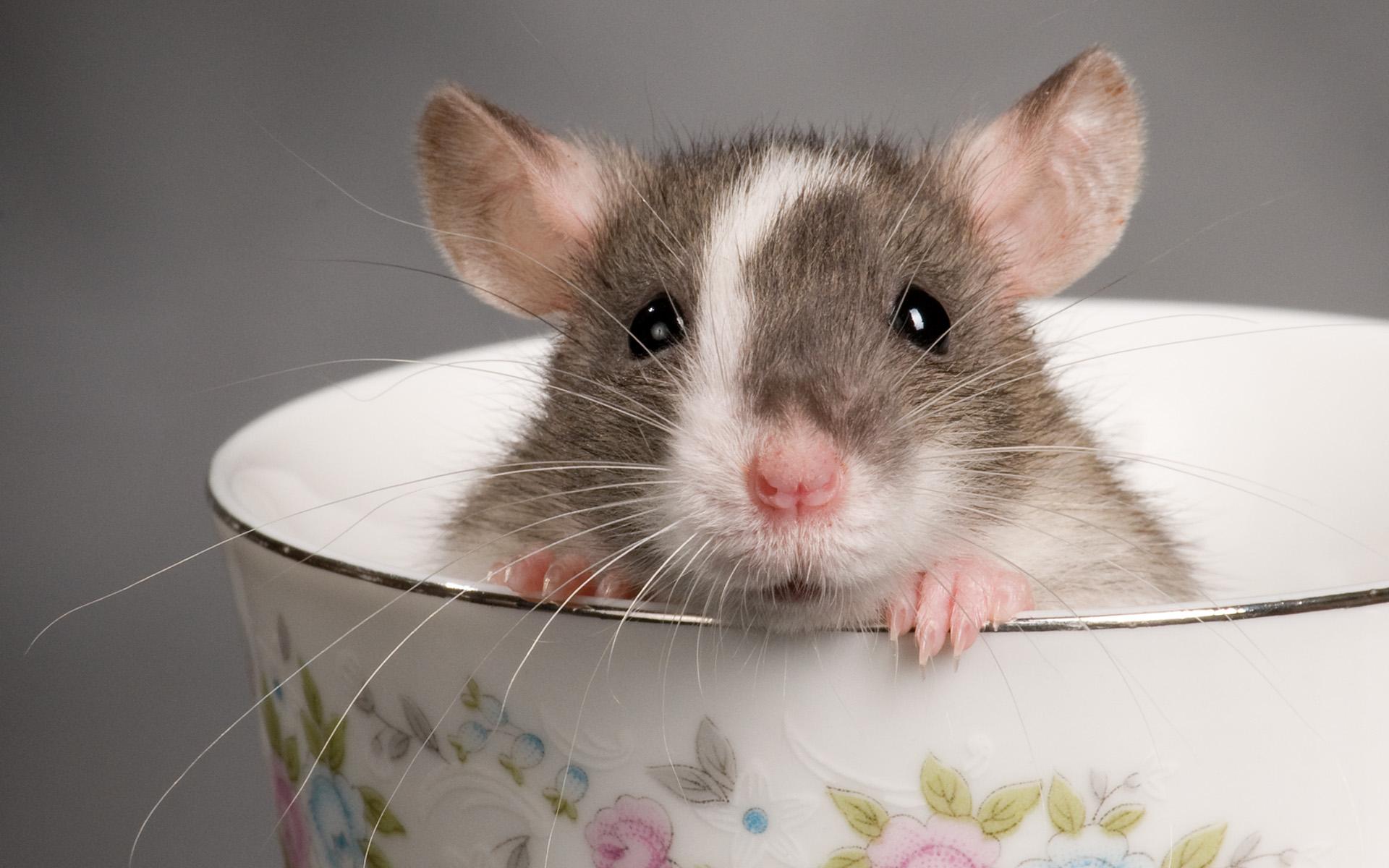 Cute Mouse Wallpapers - Top Free Cute Mouse Backgrounds - WallpaperAccess