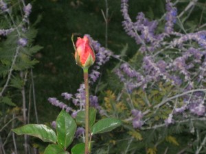 rose w lavender