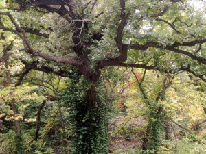eerie tree IMG_1895