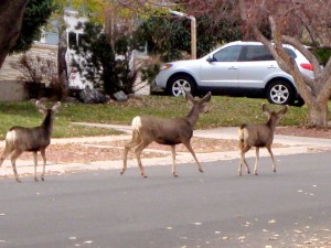 deer in street