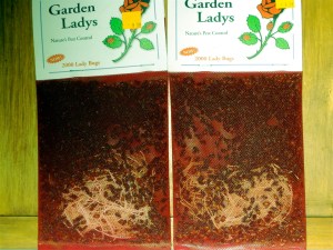 Lady Bugs IMG_2817