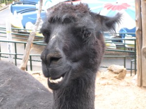With llamas--as with kisses--spit happens, but that doesn't make it a mistake. Not a gift, necessarily, but not a mistake. (Sorry, but I couldn't resist.)