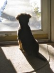 Scout (and her shadow) waiting at the door for more fun and mischief.