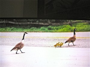 Oh, oh. What if it's hunting season on the other side of the road?