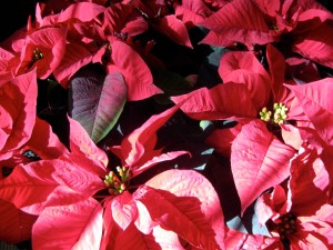 poinsettias