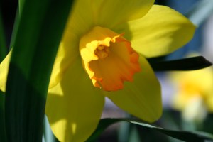 Photo by Toni Josephson single daffodil