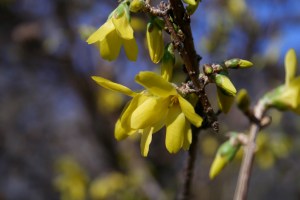 Photo by Toni Josephson Central Park Forsythia