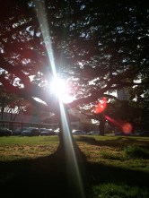 Sun shining brightly thru big tree in park