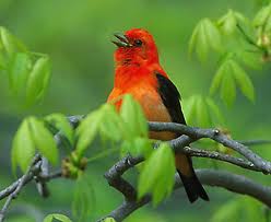 bird singing on branch, colorful
