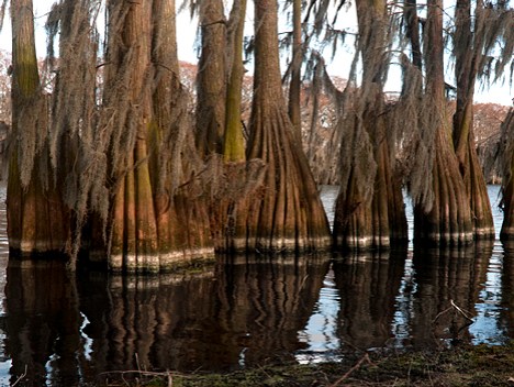 joe_6163-64-4-rgb These trees are in just a few inches of water.