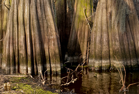 joe_6205-3-layers These trees showing their massive bases are just inches of water. The normal waterline about 3/4 up the visible trunk from the current water level.