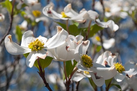 joe_8272-2 Thewild dogwoods in south Arkansas are going wild. In some areas, the woods apppear to have been carpet bombed with blooming dogwood trees. A good thing,