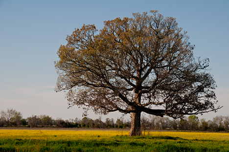 joe_8292 The golden color of the field and tree may fool you into believing this is a scene left over from the fall. Not so. This scene, shot March 29 is illuminated by golden, late afternoon sun. The tree is just beginning to sprout the pollen rich buds which will become the leaves of summer.
