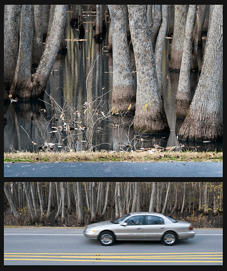 same-shot-flat trees in water at humnoke