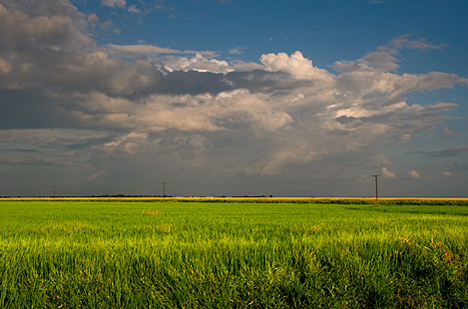 _JOE6163-4 Rice and corn fields