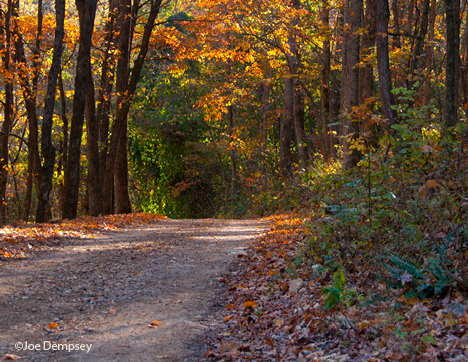 _JOE0748 country road and fall foliage