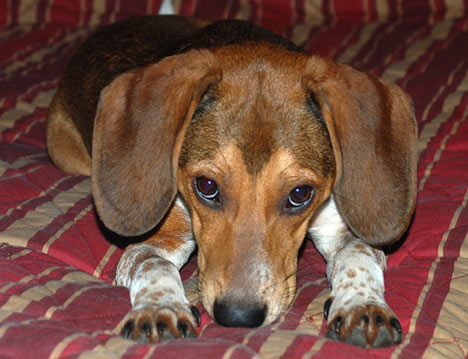 bella-donna-star-patterson beagle on bed
