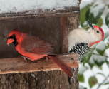 gallerythum cardinal and red bellied woodpecker