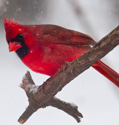 potwthum cardinal on limb in snow storm