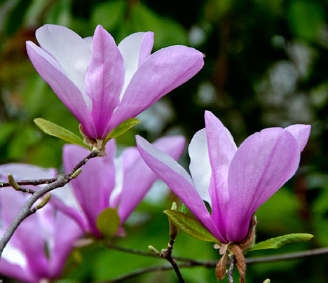 _JOE9393-5 Tulip magnolias