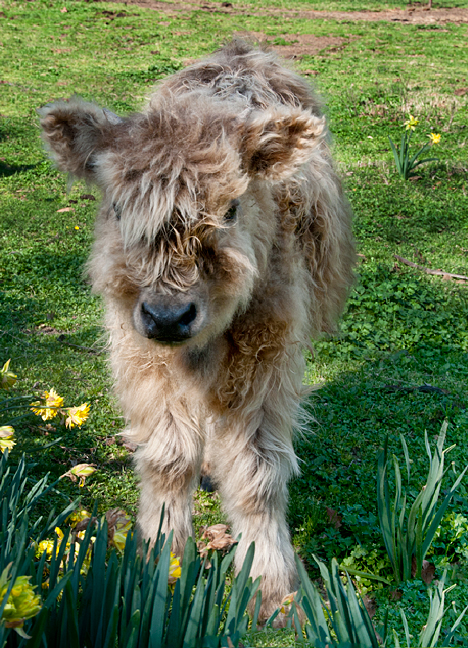 _JOE9565-3 Scottish Highland Bull Calf