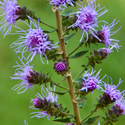 potwthum purple wild flower