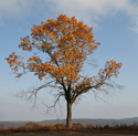 potw-link Tree on White Oak Mountain