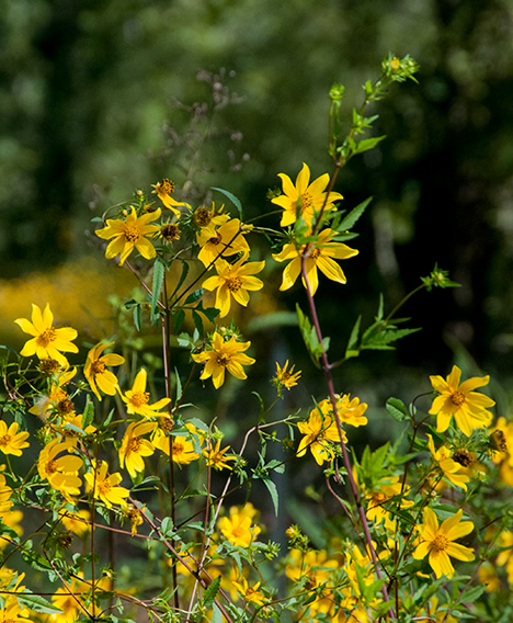 _JOE7594-redu Yellow wild flowers