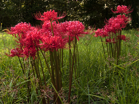 _JOE8190-3-crop red lilies in empty lot